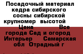 Посадочный материал кедра сибирского (сосны сибирской) крупномер, высотой 3-3.5  › Цена ­ 19 800 - Все города Сад и огород » Интерьер   . Самарская обл.,Отрадный г.